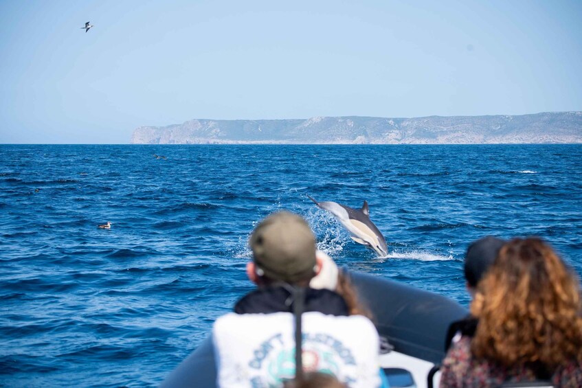 Picture 1 for Activity Sesimbra: Arrábida Dolphin Watching Boat Tour with Biologist