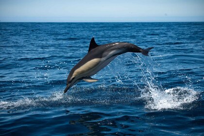 Sesimbra: recorrido en barco para observar delfines en Arrábida con biólogo