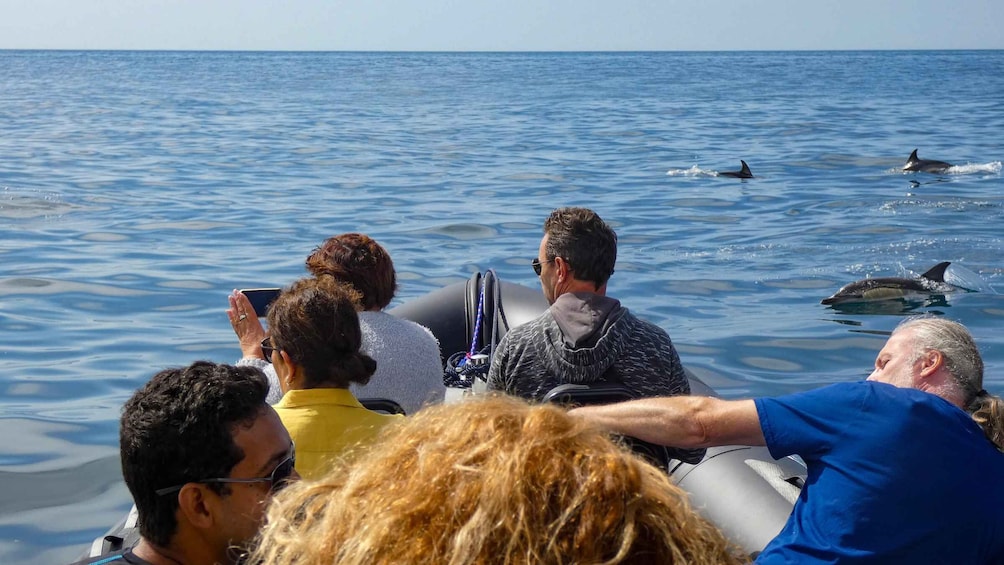 Picture 9 for Activity Sesimbra: Arrábida Dolphin Watching Boat Tour with Biologist