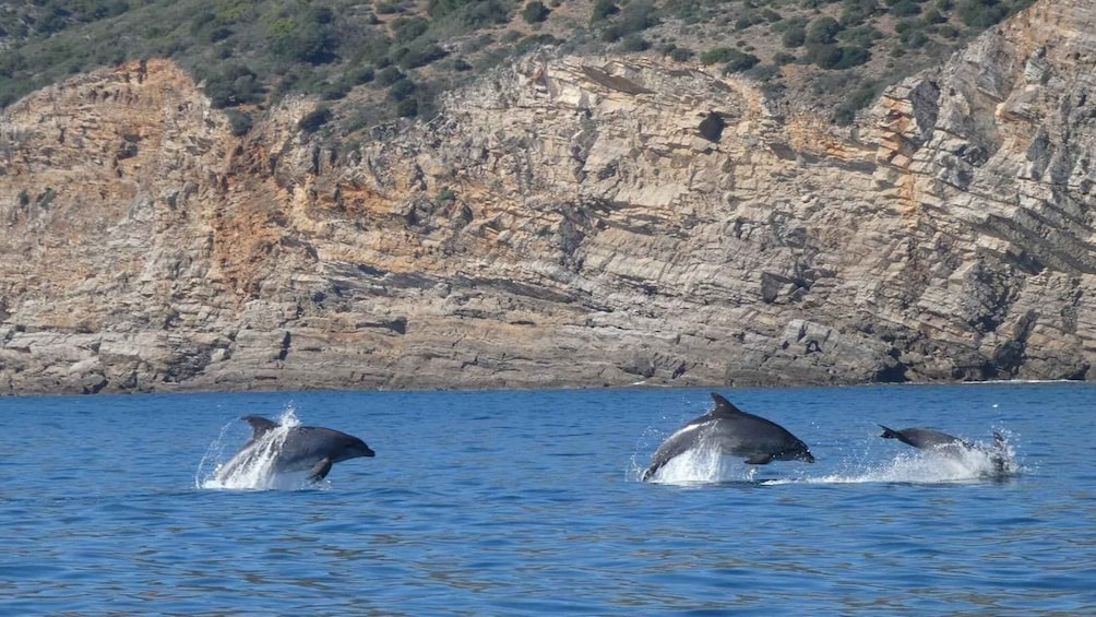Picture 4 for Activity Sesimbra: Dolphin Watching Tour in Arrábida Natural Park