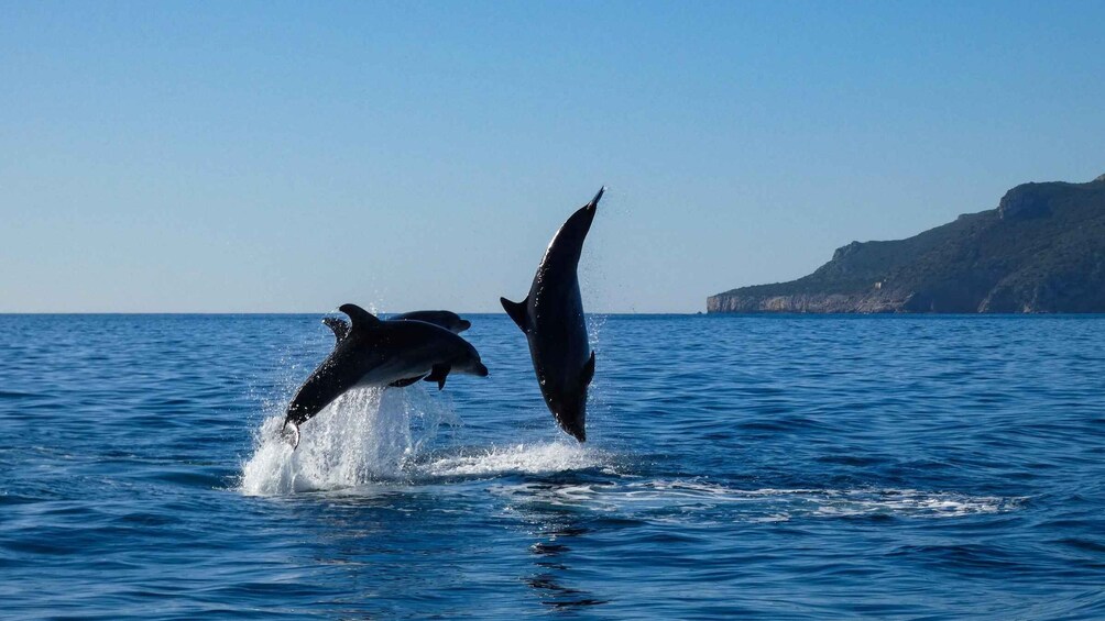 Picture 12 for Activity Sesimbra: Arrábida Dolphin Watching Boat Tour with Biologist