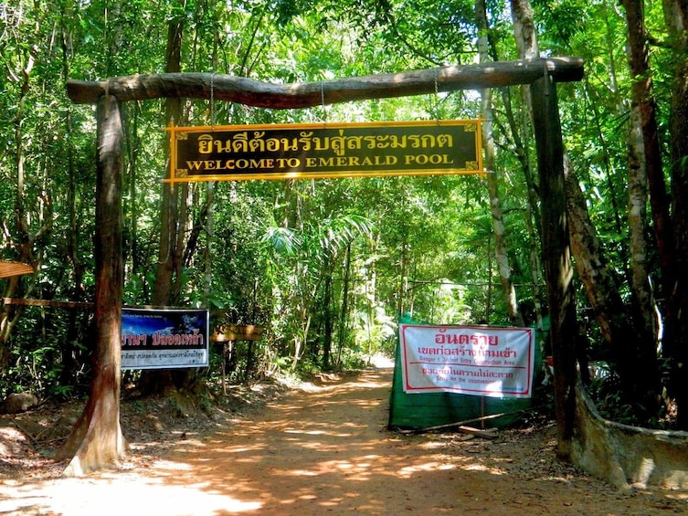 Half-Day Jungle Tour to Emerald Pool & Krabi Hot Springs