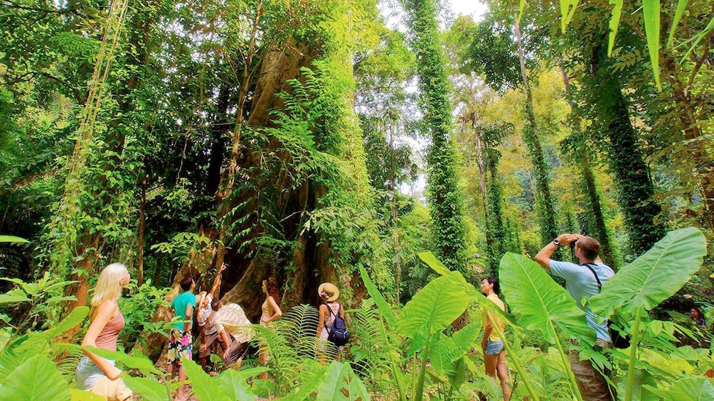 Jungle Trip in Krabi 