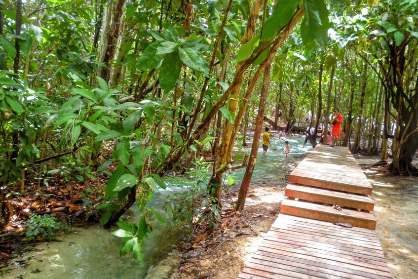 Half-Day Jungle Tour to Emerald Pool & Krabi Hot Springs