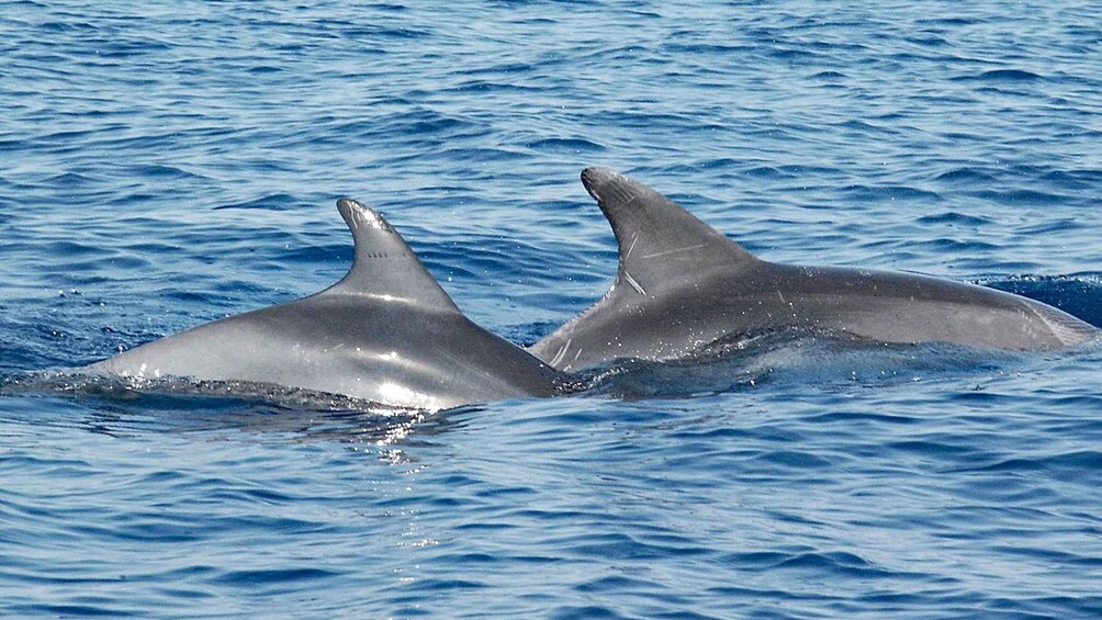 Picture 2 for Activity Vrsar: Dolphin Watching Boat Ride