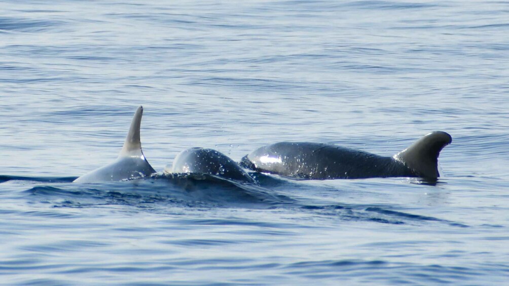 Picture 4 for Activity Vrsar: Dolphin Watching Boat Ride