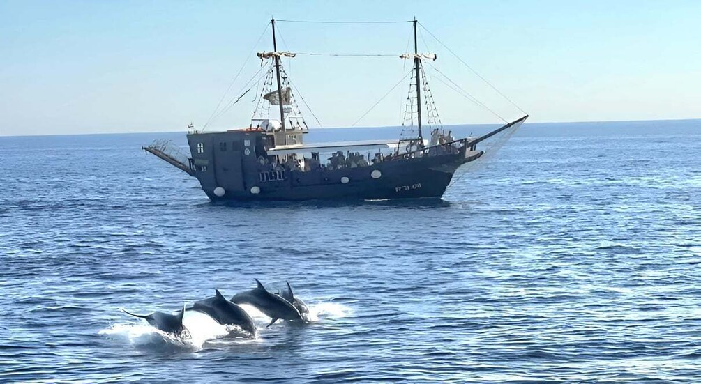 Picture 1 for Activity Vrsar: Dolphin Watching Boat Ride