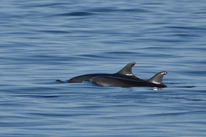 Picture 5 for Activity Vrsar: Dolphin Watching Boat Ride