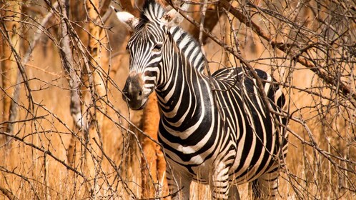 From Dakar/Saly: Half-Day Bandia Wildlife Reserve Tour