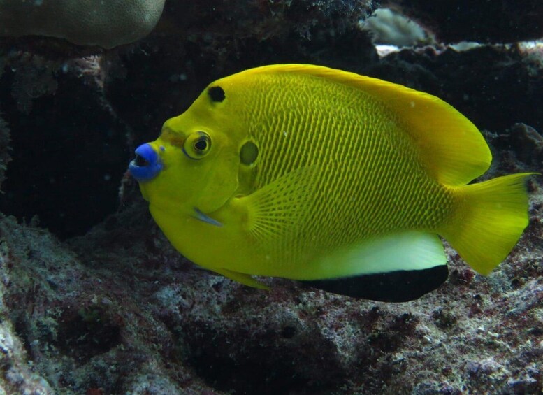 Picture 27 for Activity Mauritius: Padi Open-Water Diving Course