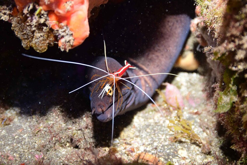 Picture 2 for Activity Tenerife: Discover Scuba Diving with Free Photos