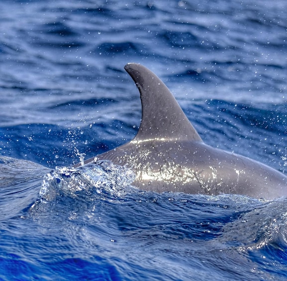 Picture 5 for Activity From Morro Jable: Dolphin and Whale Watching by Speedboat