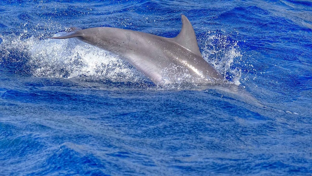 Picture 4 for Activity From Morro Jable: Dolphin and Whale Watching by Speedboat