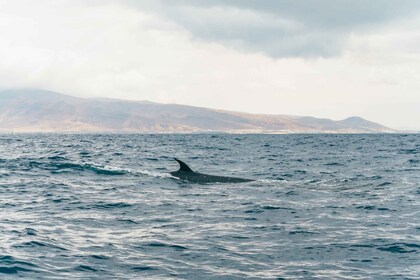 Vanuit Morro Jable: Dolfijnen en walvissen kijken per speedboot