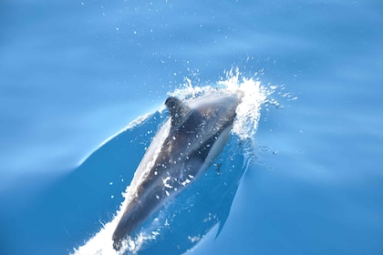 Desde Morro Jable: avistamiento de delfines y ballenas en lancha rápida