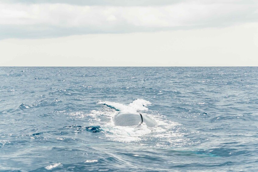 Picture 11 for Activity From Morro Jable: Dolphin and Whale Watching by Speedboat