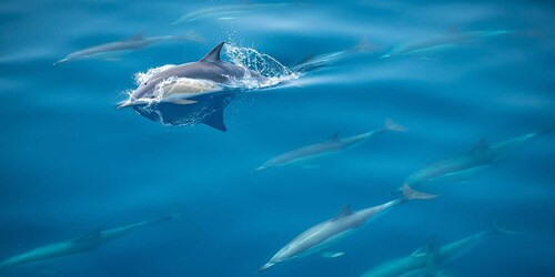 From Tauranga: Half-Day Swimming with Dolphins Tour