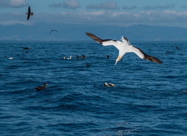 Picture 4 for Activity From Tauranga: Half-Day Swimming with Dolphins Tour