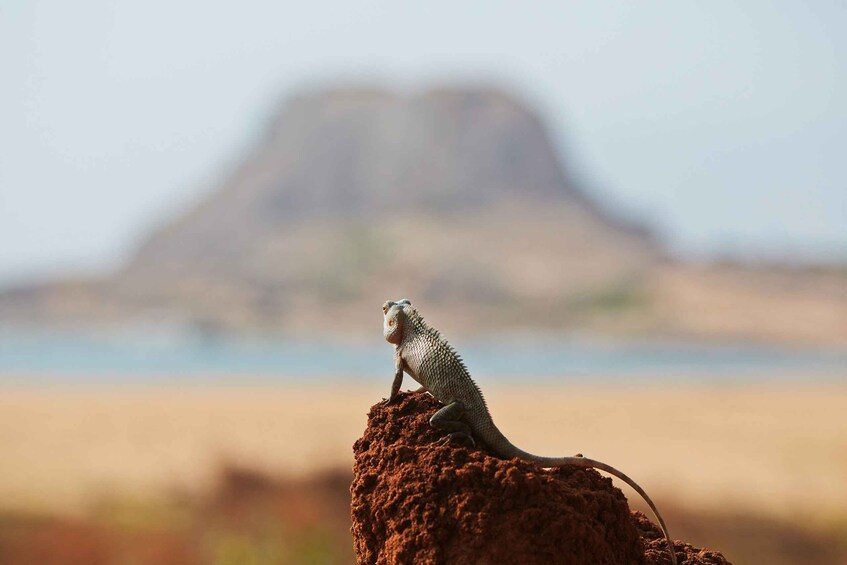 Picture 5 for Activity Galle/Unawatuna/Weligama/Mirissa: Yala National Park Safari