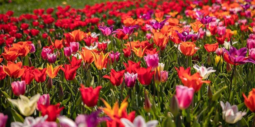 Picture 6 for Activity Keukenhof: Flower Fields Small-Group Cultural Bike Tour