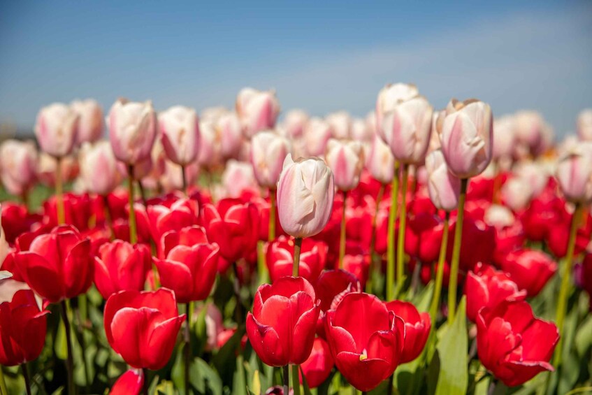 Picture 10 for Activity Keukenhof: Flower Fields Small-Group Cultural Bike Tour