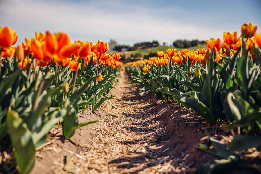 Picture 8 for Activity Keukenhof: Flower Fields Small-Group Cultural Bike Tour