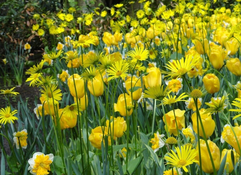 Picture 12 for Activity Keukenhof: Flower Fields Small-Group Cultural Bike Tour
