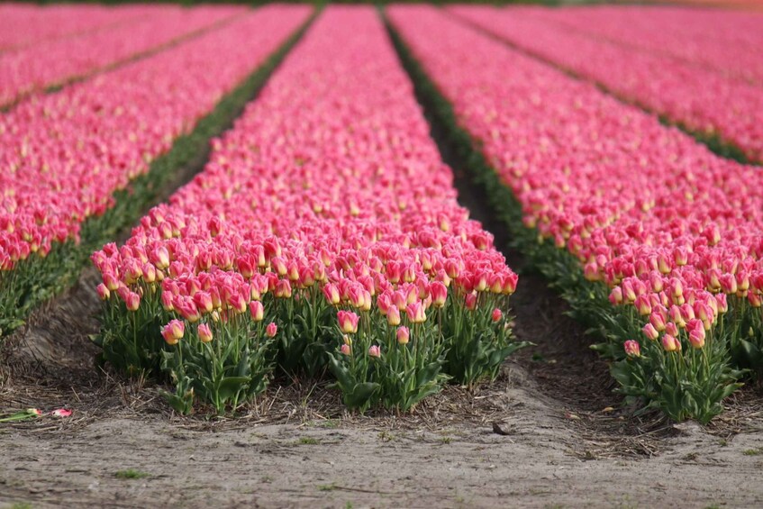 Picture 4 for Activity Keukenhof: Flower Fields Small-Group Cultural Bike Tour