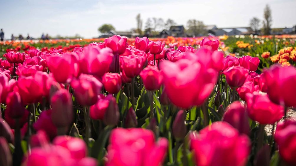 Picture 14 for Activity Keukenhof: Flower Fields Small-Group Cultural Bike Tour