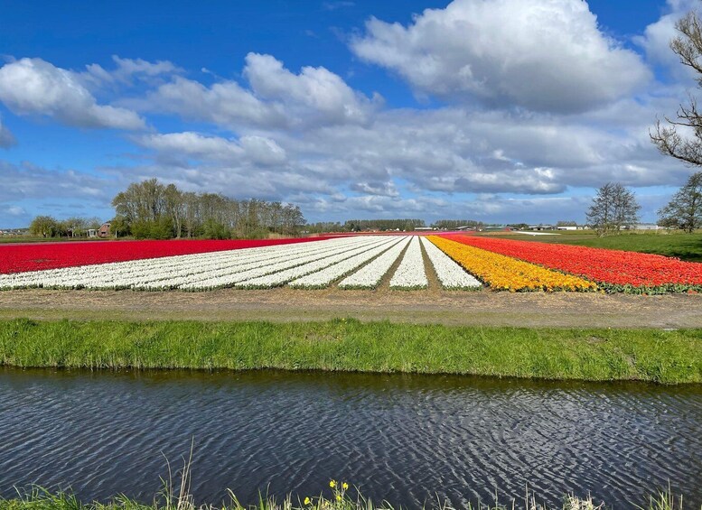 Picture 13 for Activity Keukenhof: Flower Fields Small-Group Cultural Bike Tour