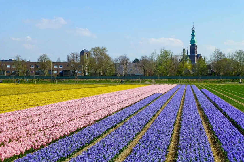 Keukenhof: Flower Fields Small-Group Cultural Bike Tour