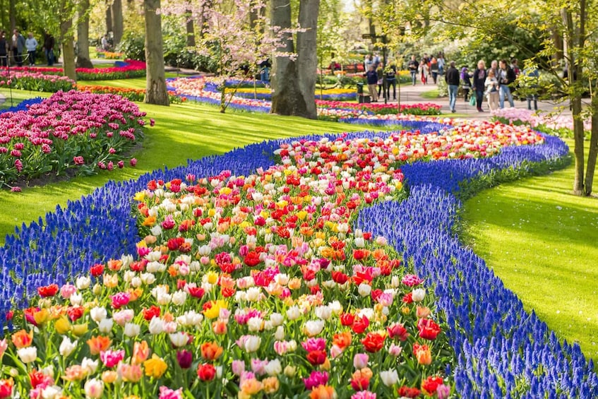 Picture 4 for Activity Keukenhof: Flower Fields Small-Group Cultural Bike Tour