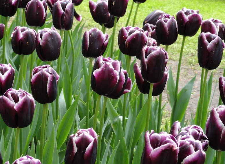 Picture 15 for Activity Keukenhof: Flower Fields Small-Group Cultural Bike Tour