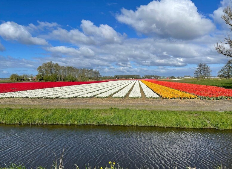 Picture 13 for Activity Keukenhof: Flower Fields Small-Group Cultural Bike Tour