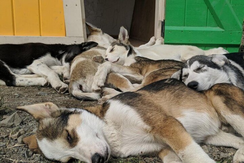 Summer Sled Dogs & White Pass Summit Tour