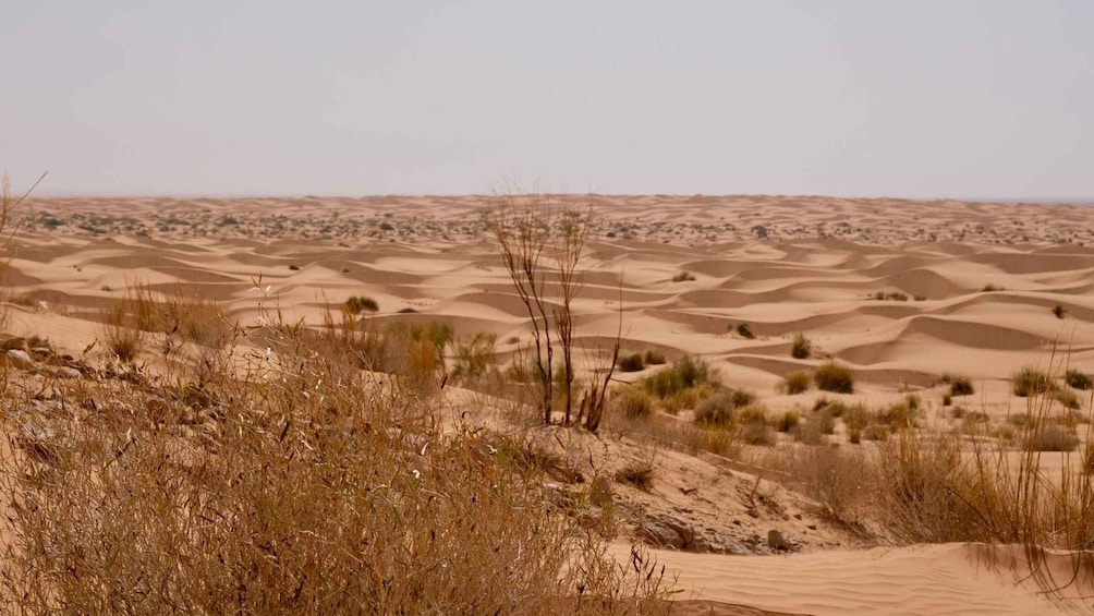 Picture 8 for Activity Djerba: 1-Night Desert Tent Safari