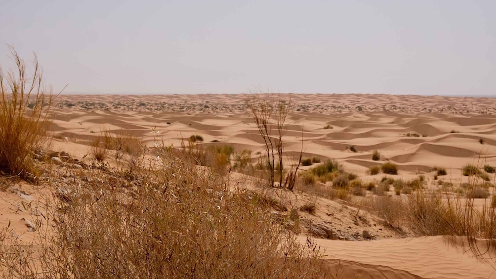 Picture 8 for Activity Djerba: 1-Night Desert Tent Safari
