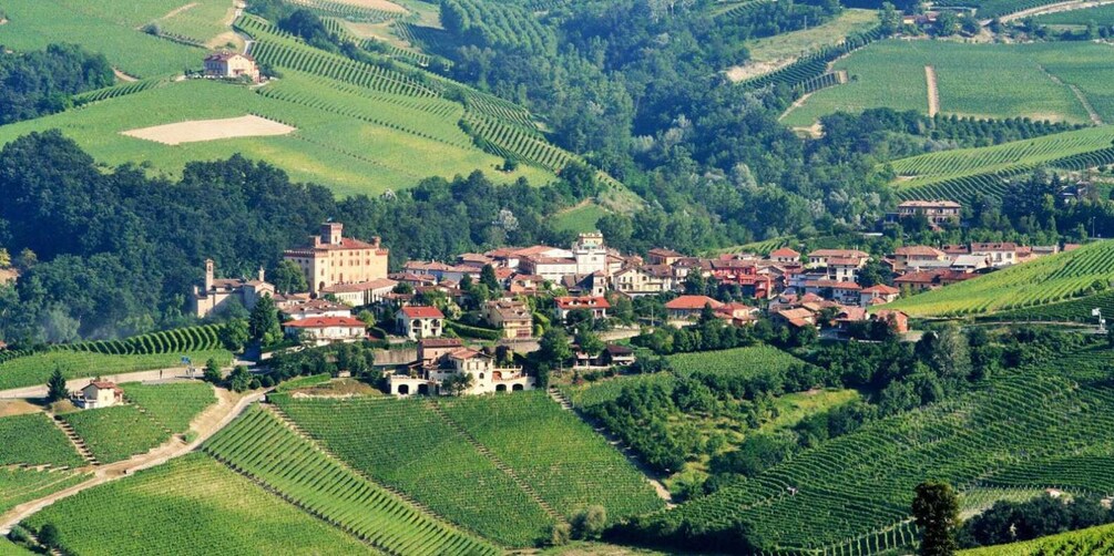 Picture 9 for Activity Full-Day Barbaresco Wine Tour with Truffle Hunting and Lunch
