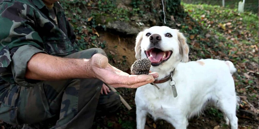 Full-Day Barbaresco Wine Tour with Truffle Hunting and Lunch