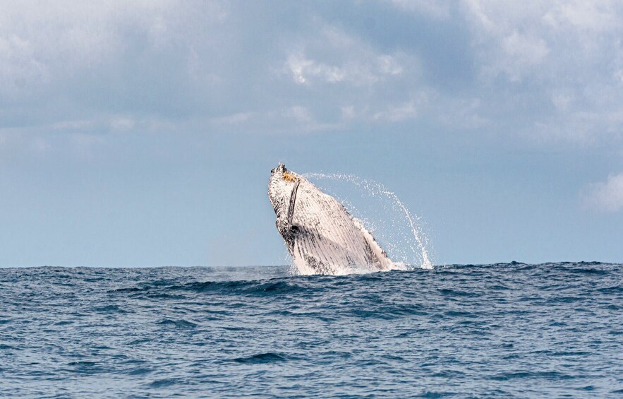 Picture 9 for Activity Gold Coast: Swim with Whales