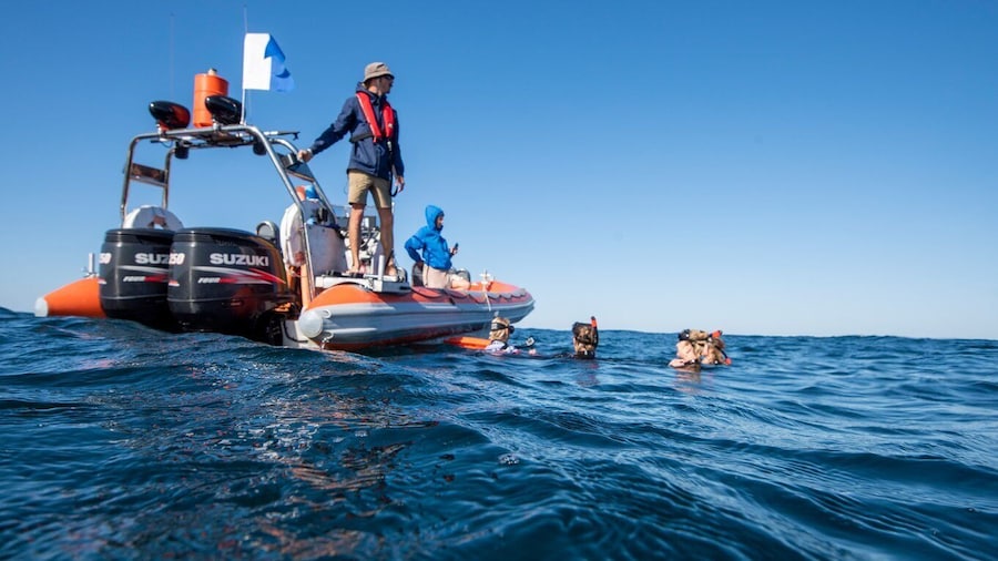 Gold Coast: Swim with Whales