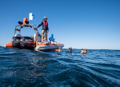 Gold Coast: Swim with Whales