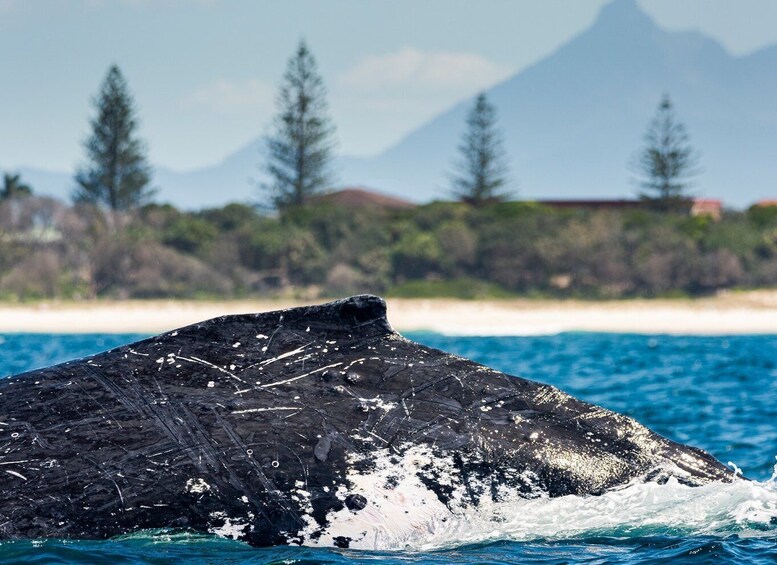 Picture 8 for Activity Gold Coast: Swim with Whales