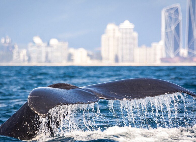 Picture 7 for Activity Gold Coast: Swim with Whales