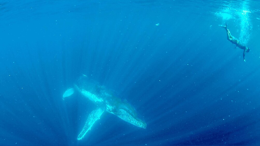 Picture 4 for Activity Gold Coast: Swim with Whales