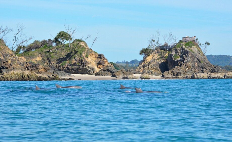 Picture 11 for Activity Byron Bay: Sea Kayak Tour with Dolphins and Turtles