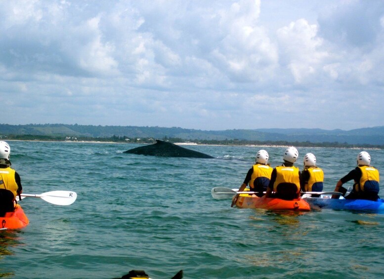 Picture 10 for Activity Byron Bay: Sea Kayak Tour with Dolphins and Turtles