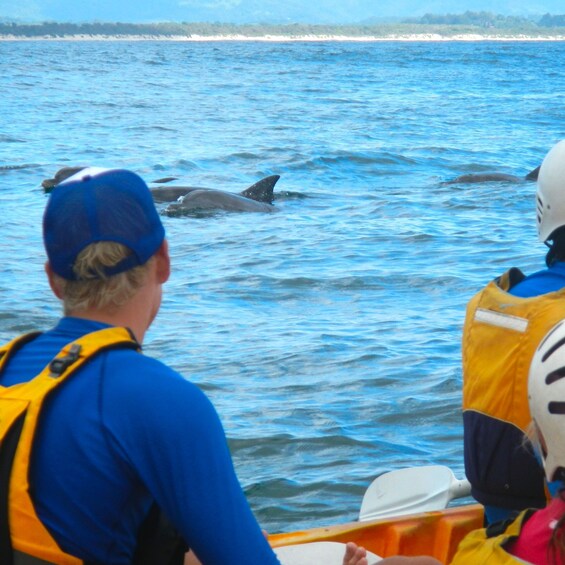 Picture 3 for Activity Byron Bay: Sea Kayak Tour with Dolphins and Turtles