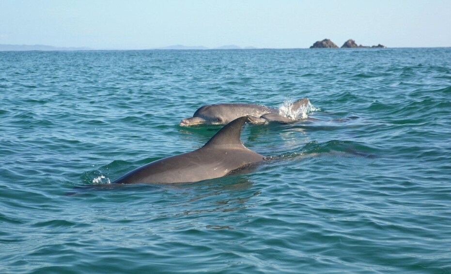 Picture 2 for Activity Byron Bay: Sea Kayak Tour with Dolphins and Turtles