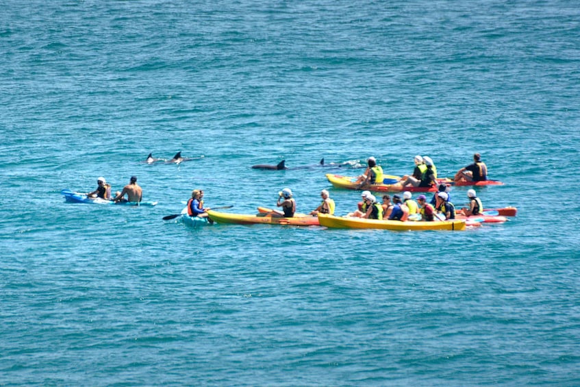 Picture 12 for Activity Byron Bay: Sea Kayak Tour with Dolphins and Turtles